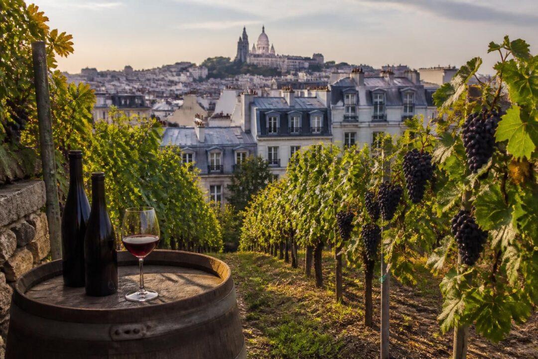 découvrez les cépages emblématiques du vin de montmartre, notamment le gamay et le pinot, et plongez dans l'identité unique d'un vin parisien authentique.